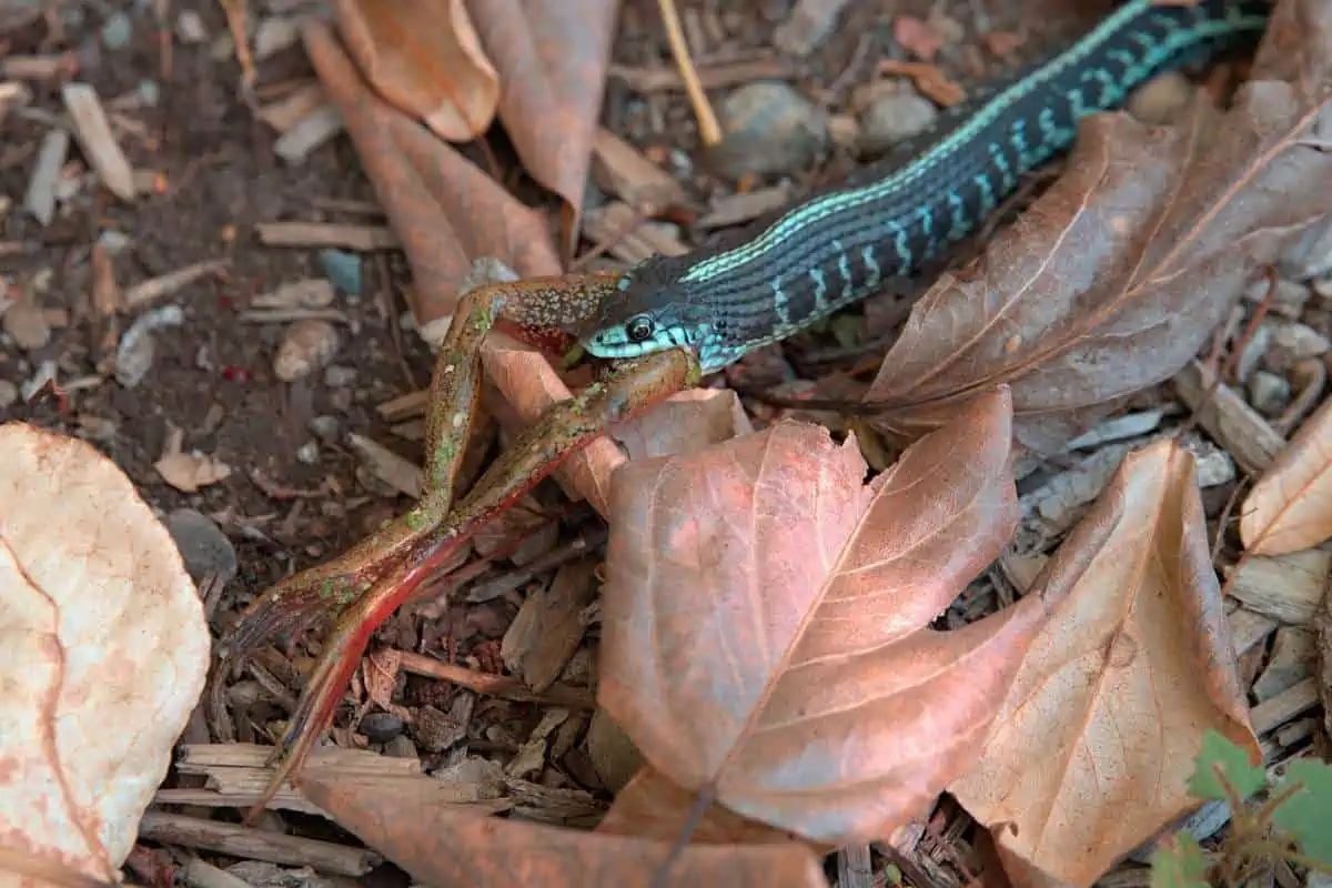 Serpiente comiendo una rana