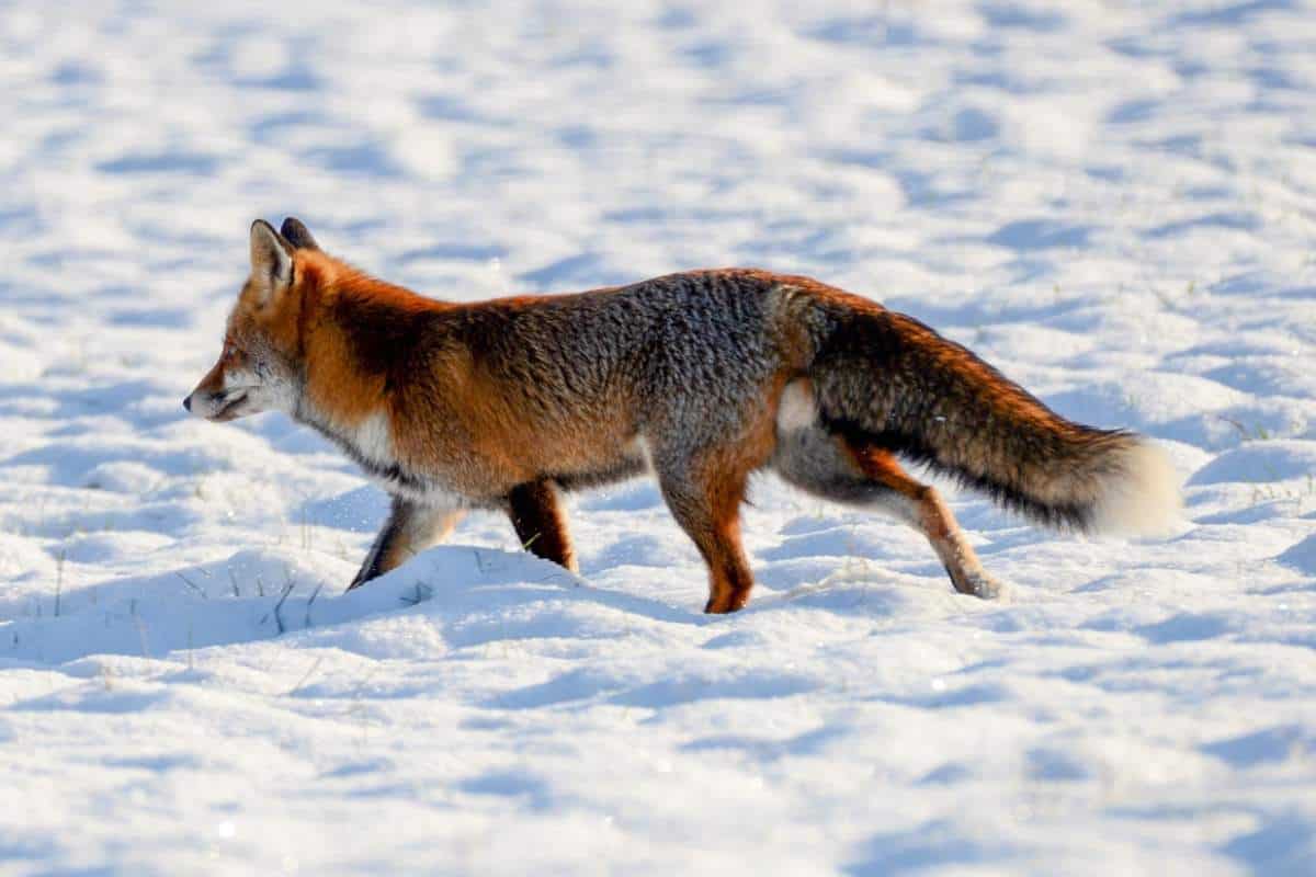 Zorro en campo de nieve