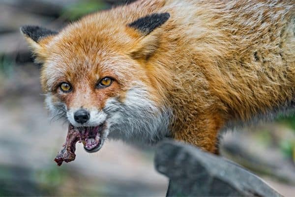 Zorro comiendo carne