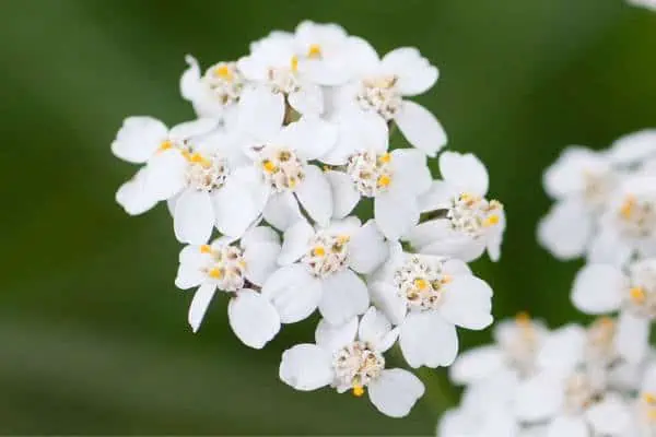 Flores de milenrama occidental