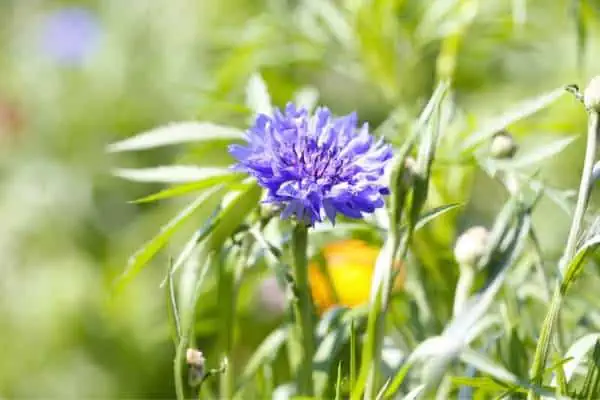 Flor de botón de soltero