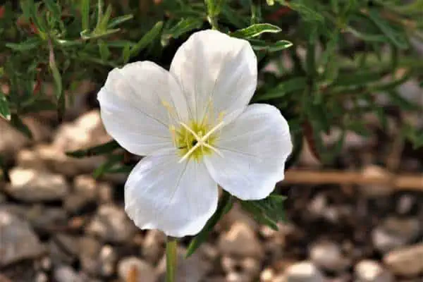 Onagra vistosa