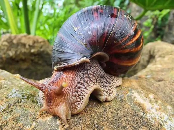 Caracol gigante africano