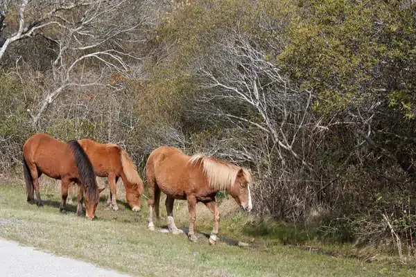 Ponis de la isla Assateague