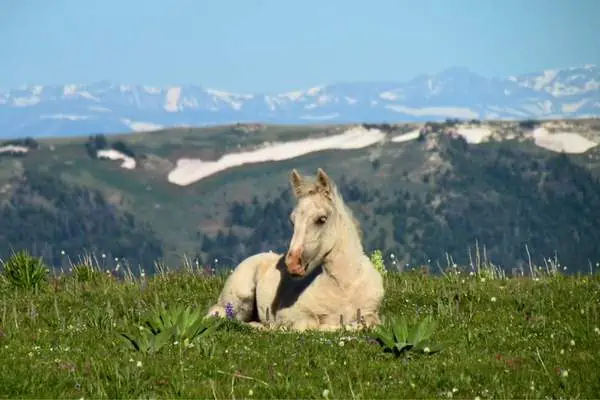 Caballo salvaje descansando en la montaña pryor