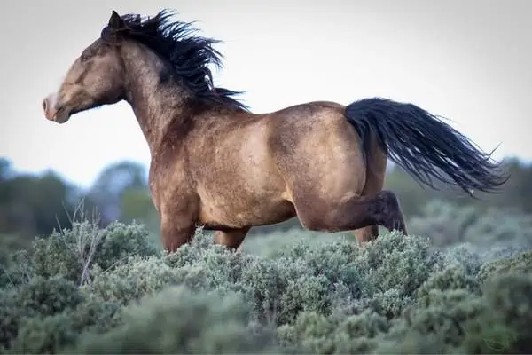 Caballo salvaje en reserva jicarilla apache