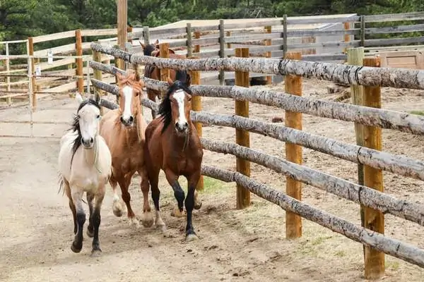 Caballos salvajes en lavabo de arena.