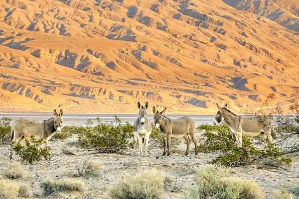 Caballos salvajes en el valle de Panamint.