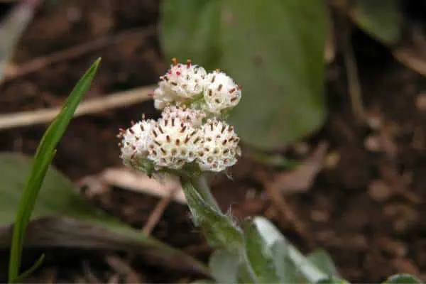 Dedos de plátano