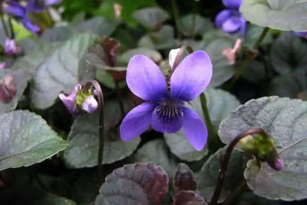 Flores violetas alpinas