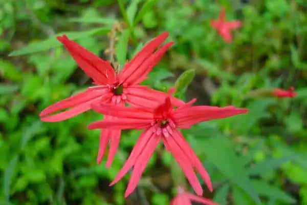 Mosca escarlata (rosa fuego)