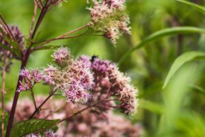 14 Flores Silvestres en Georgia (con Fotos)