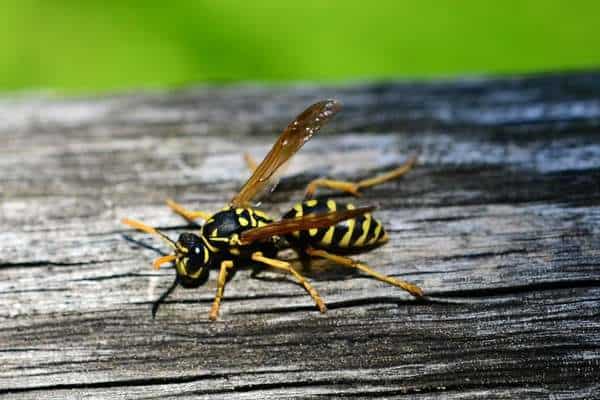 Avispa araña en una madera