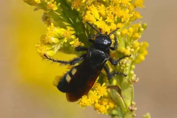 Avispa cazadora de escarabajos en vara de oro