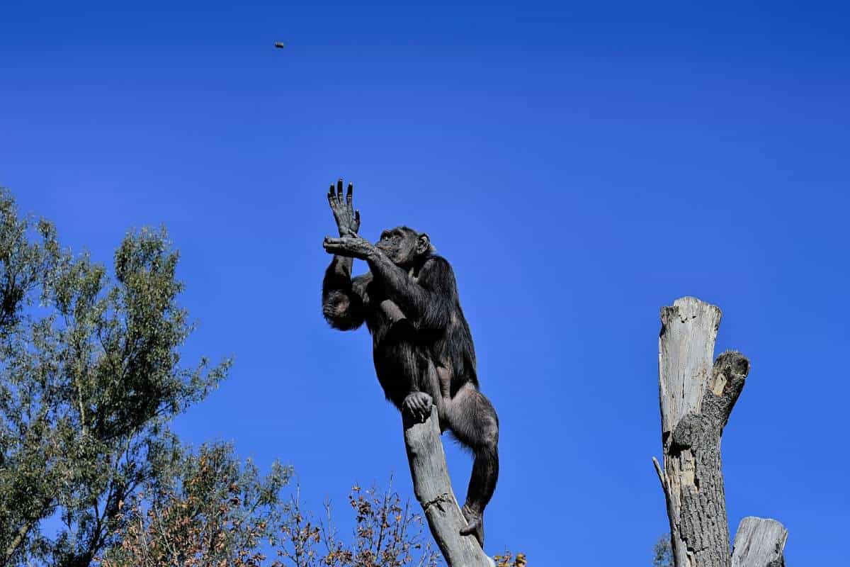 Chimpancé en árbol muerto