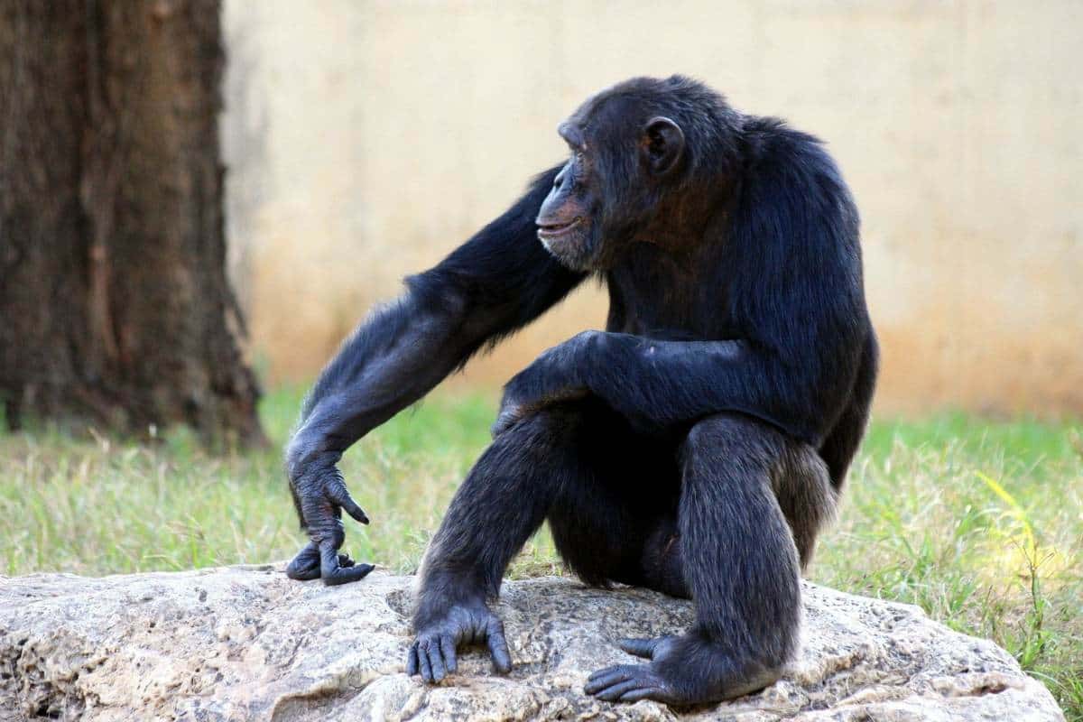 Chimpancé sentado sobre una roca