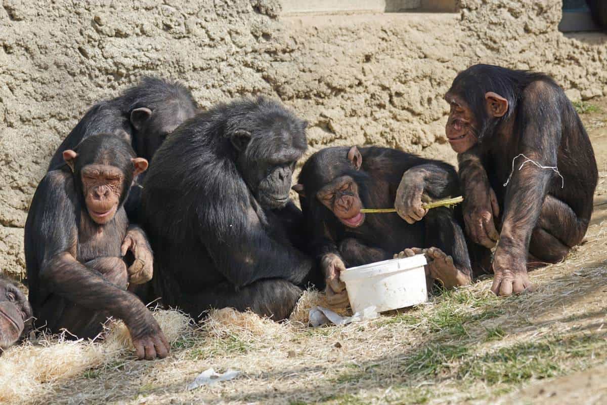 Chimpancés adultos y jóvenes