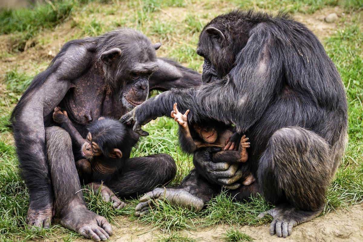 Chimpancés con crías