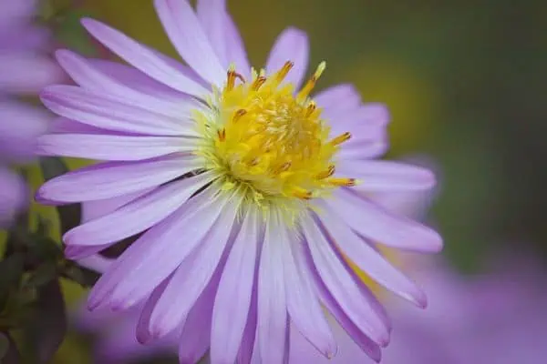 aster de nueva york