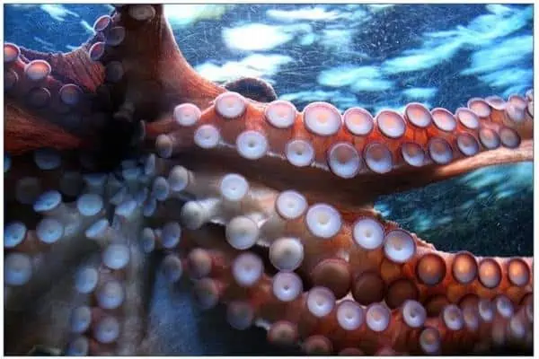 Pulpo