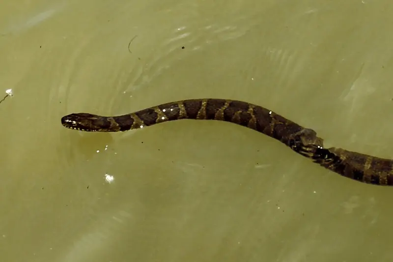Serpiente de agua con bandas