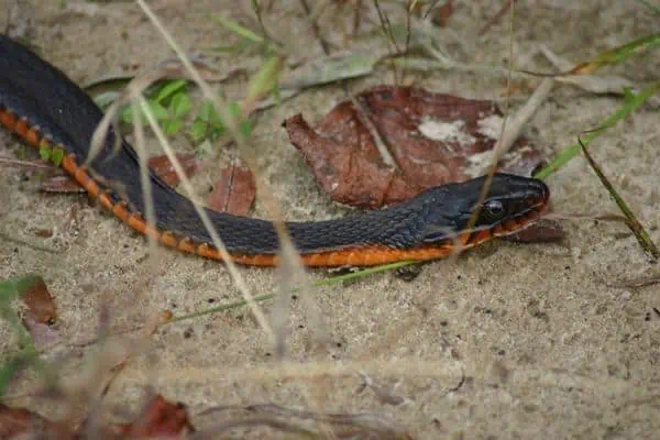 Serpiente de agua de vientre rojo deslizándose