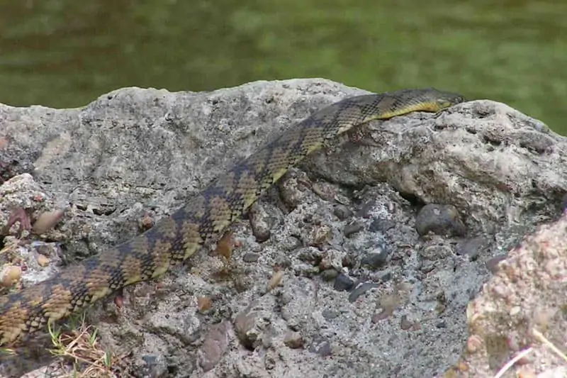 Serpiente de agua de espalda de diamante