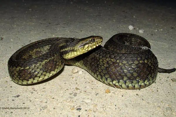 Serpiente de las marismas del golfo