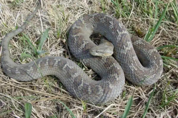 Serpiente de agua del lago Erie