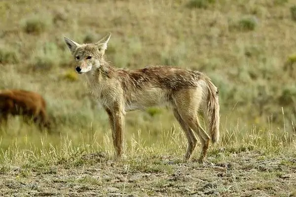 Coyote mira a su presa