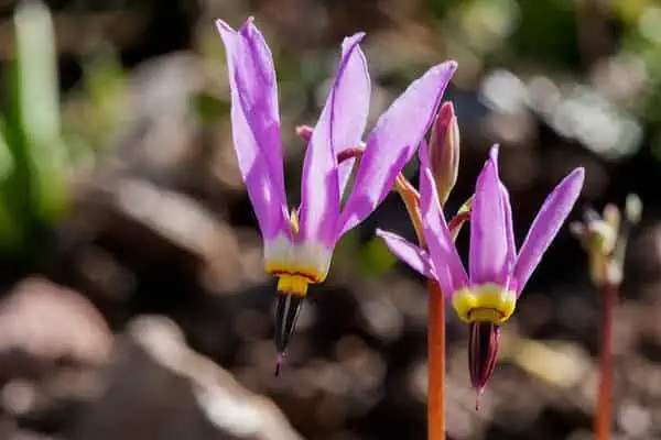 pocas estrellas fugaces florecidas