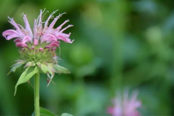 bálsamo de abeja
