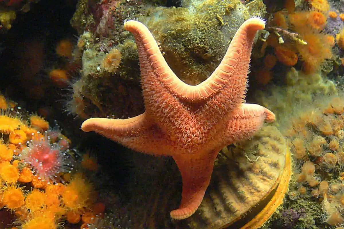 Estrella de mar bajo el agua