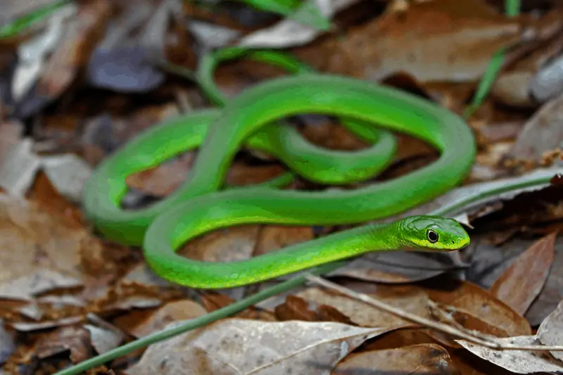 Serpiente verde áspera