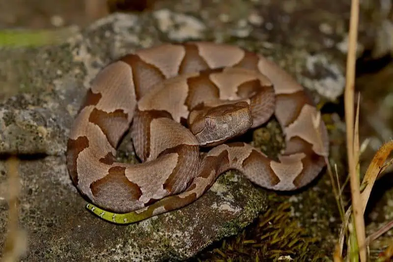 Cabeza de cobre oriental enrollada