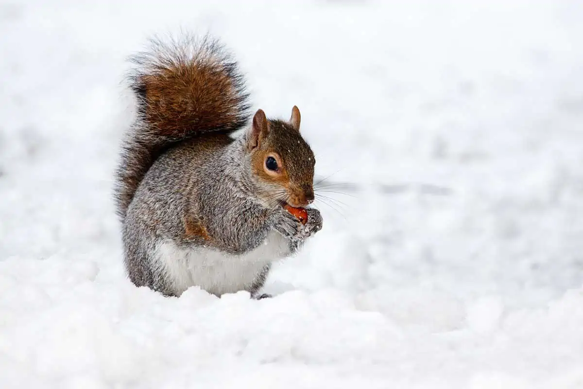 Ardilla en la nieve