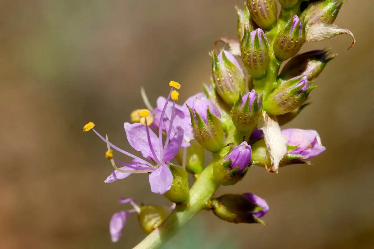 Flores de trébol de la pradera de Albuquerque