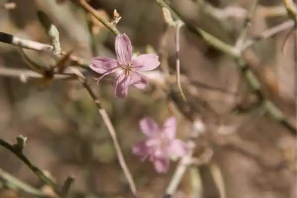 Flores de lechuga
