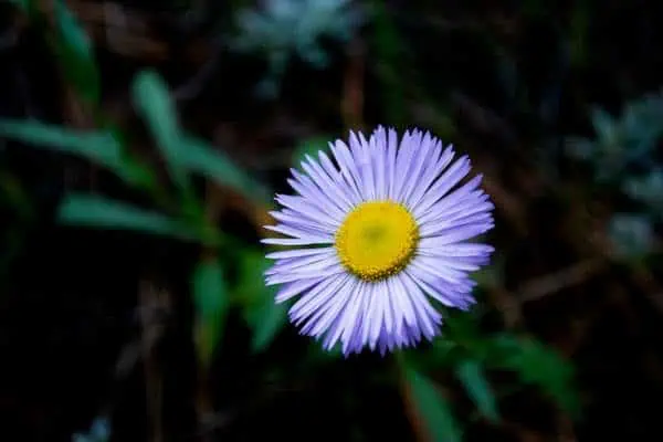 Hermosa flor de pulga