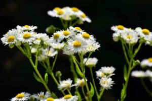12 Tipos De Flores Silvestres en Nuevo México
