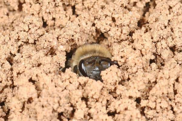 Una abeja de celofán excavando