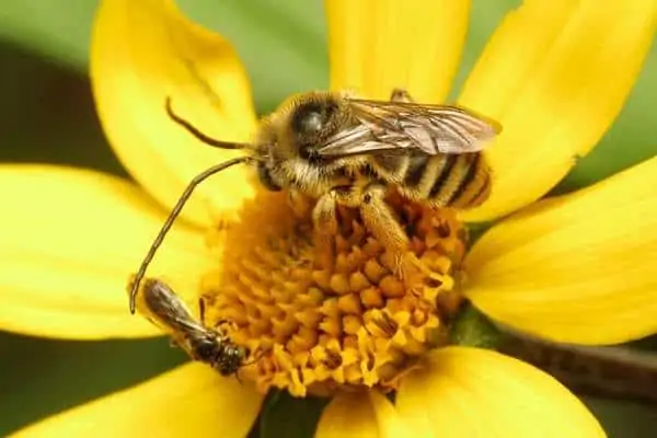 abeja de cuernos largos