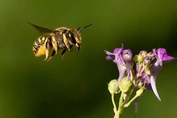 Abeja cardadora de lana