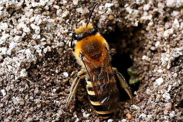 Abeja hiedra en su madriguera