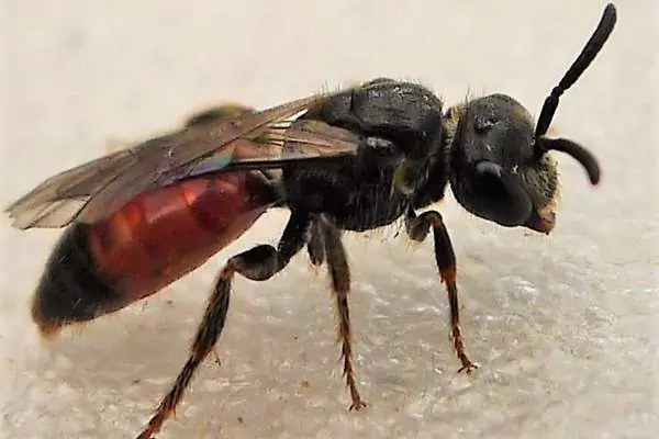 Abeja de sangre en blanco