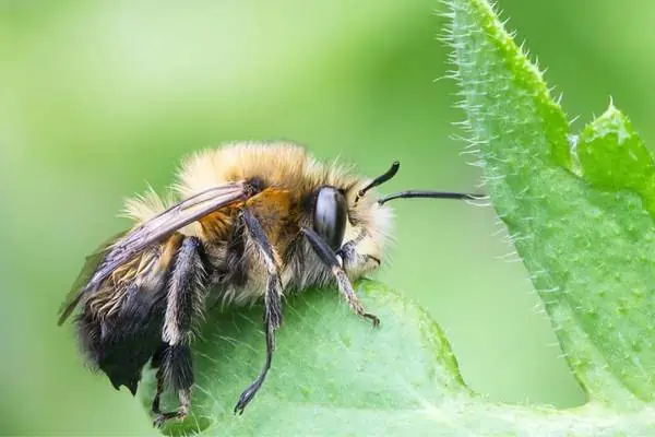 Abeja flor de patas peludas