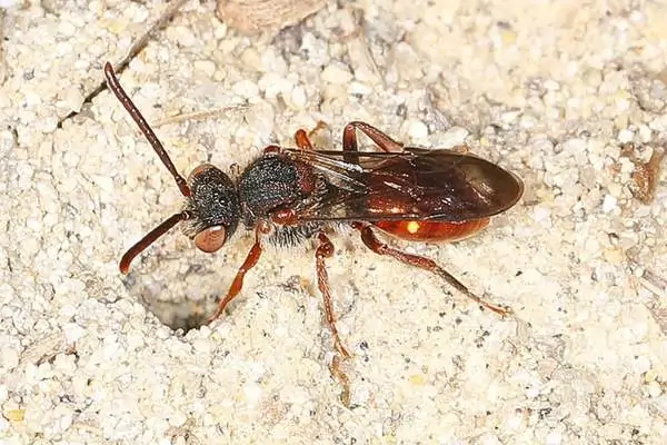 abeja nómada