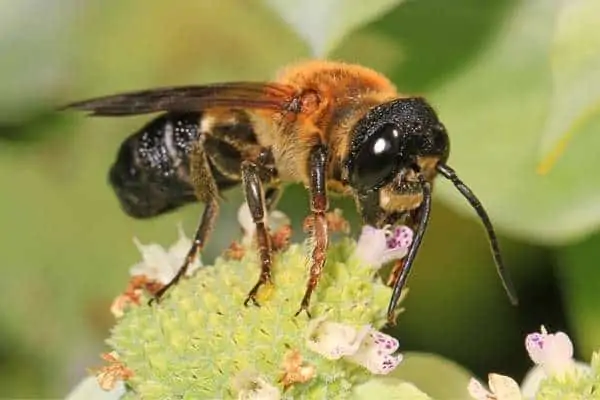 Abeja gigante de resina