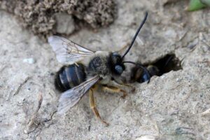 22 Tipos De Abejas Excavadoras Terrestres (imágenes)