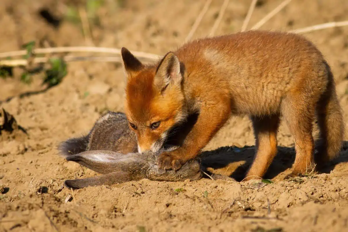 Zorro rojo comiendo un conejo